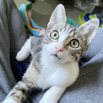 Edgar, a white and tabby kitten with big yellow eyes