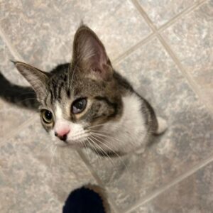 Matcha, a tabby and white kitten