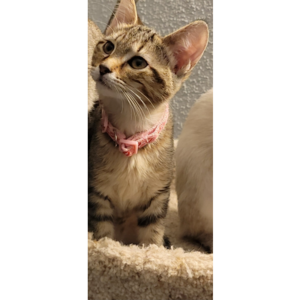 A cream tabby kitten wearing a reddish pink collar