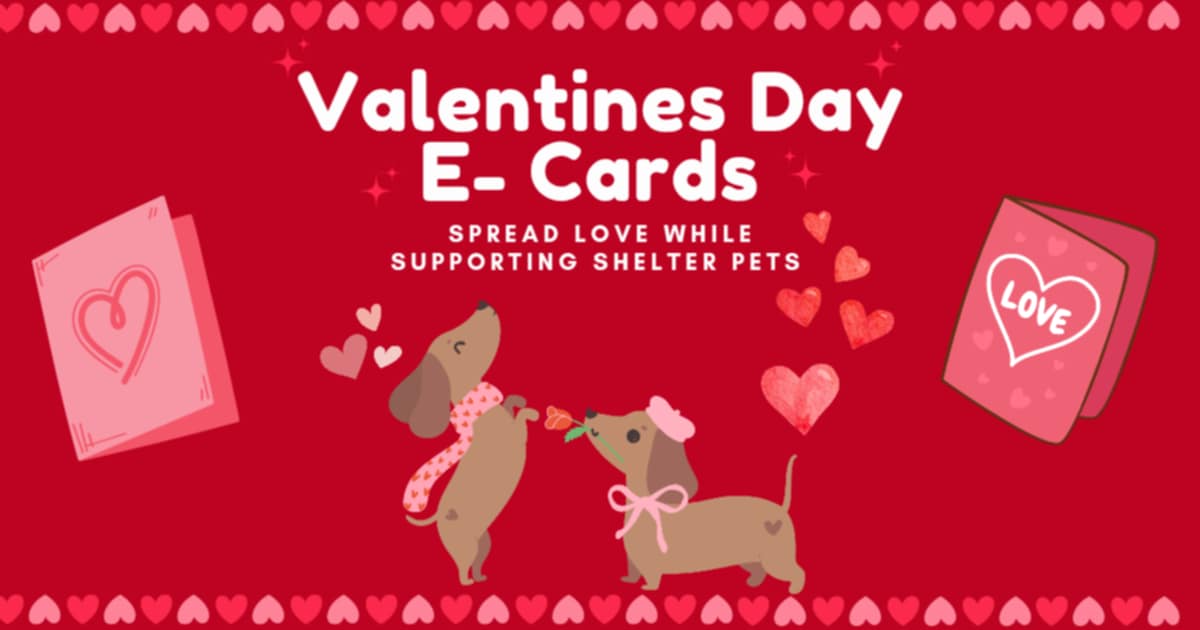 White text on red background reads "Valentine's Day E-Cards. Spread love while supporting shelter pets" with illustration of two small dogs with hearts and pink bows