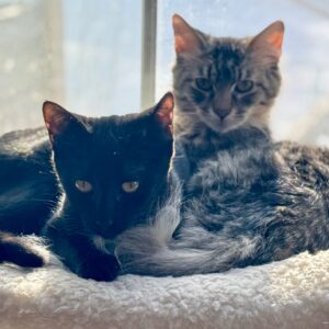 Mango, a black kitten, and Kiwi, a fluffy tabby kitten, snuggling together on a cat tree