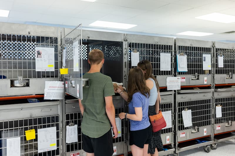 A small group of people petting a cat in an open cage