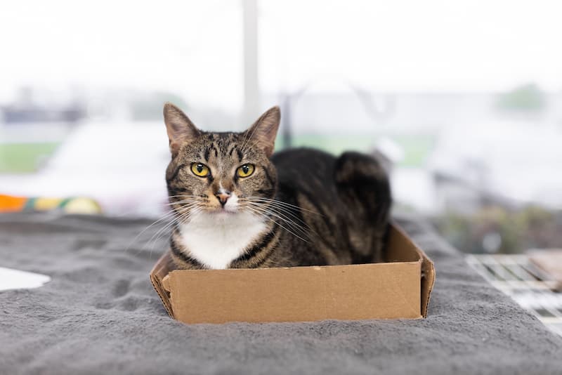 Cat sitting in a box