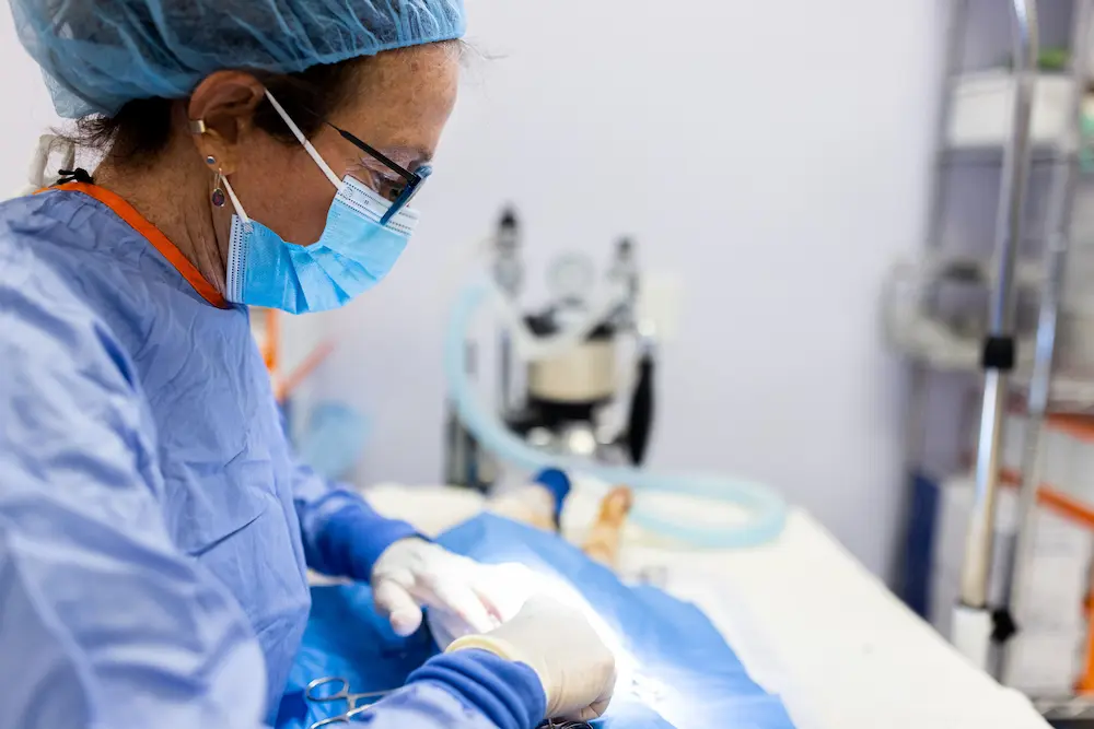 Veterinarian performing a surgery