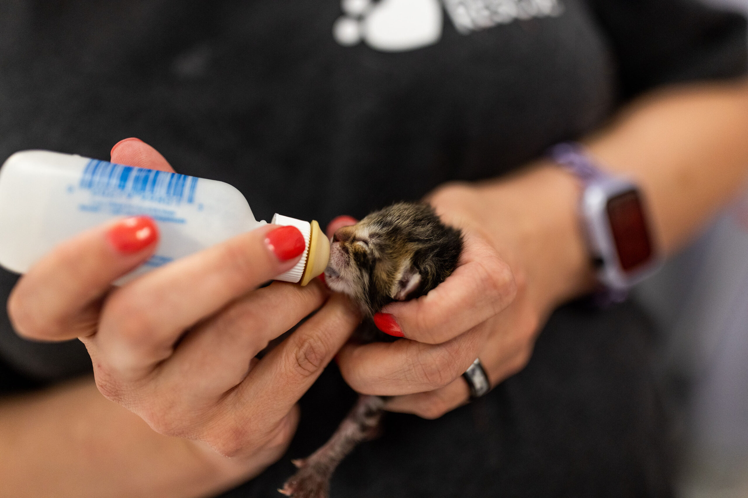 Orphan kitten being bottle fed by a volunteer