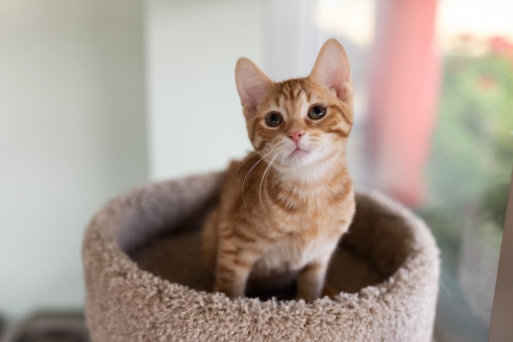 Orange and white kitten in the top of a cat tree