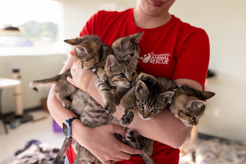 KAR volunteer holding a litter of tabby kittens