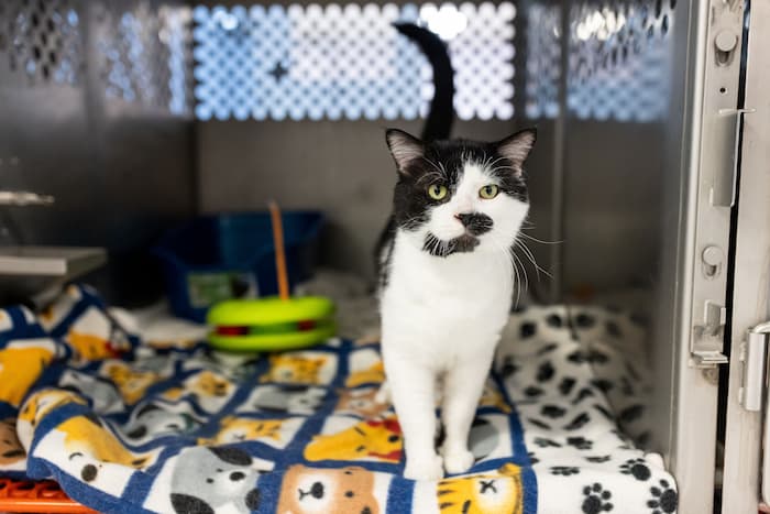 Black and white cat in a cage at the shelter