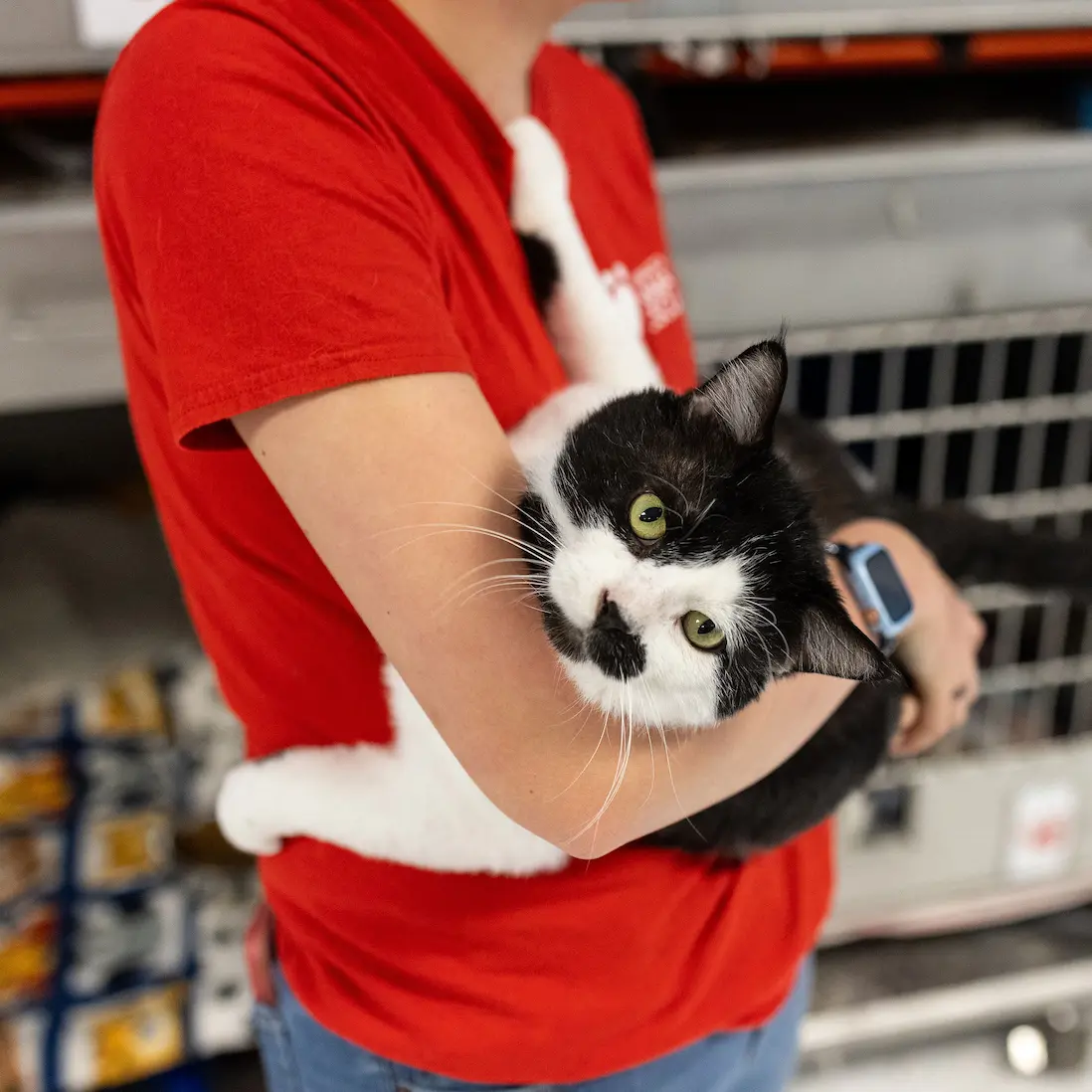 Black and white cat cradled like a baby in a volunteer's arms