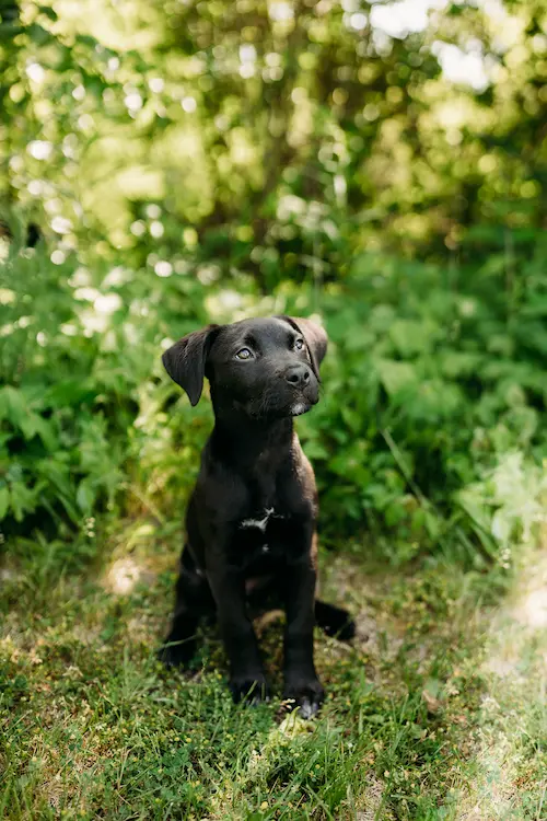 Black, floppy-eared mixed breed puppy gazing up