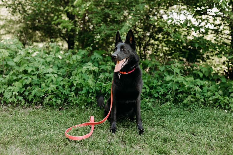 Black German Shepherd looking relaxed, sitting in front of foliage