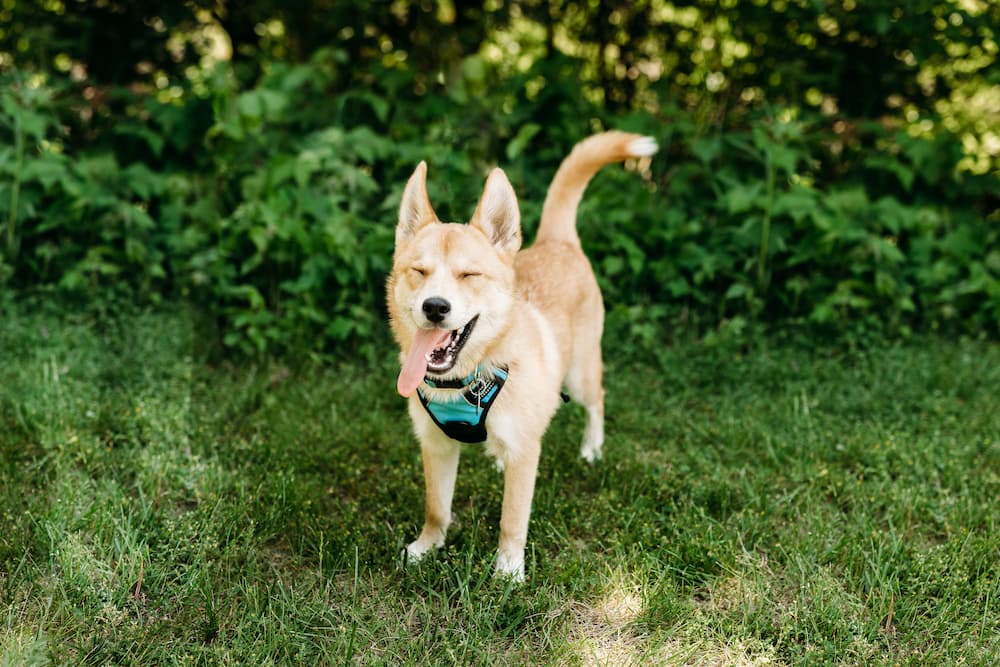 Medium-sized tan dog looking happy with their tongue lolling out