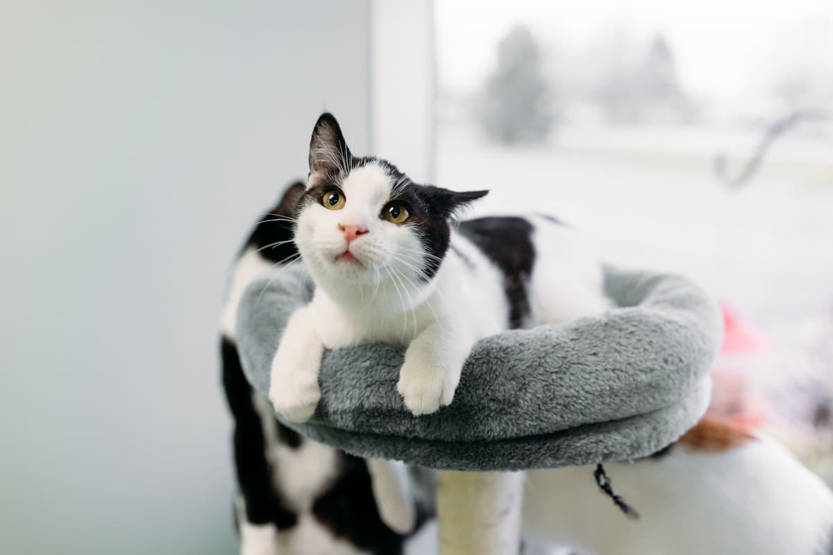 Black and white cat with one ear perked forward, as if listening intently