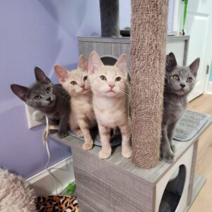 A litter of kittens, 2 gray and 2 cream with faint tabby markings