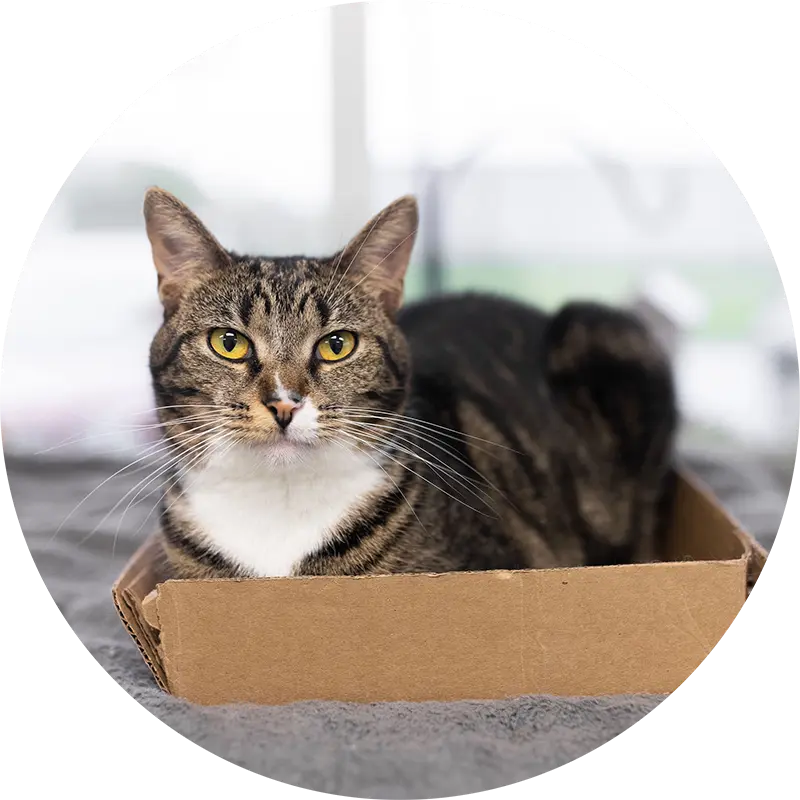 Cat sitting in a box looking attentively at the camera