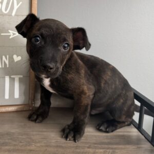 Brownie, a small shorthaired brindle puppy with floppy ears 