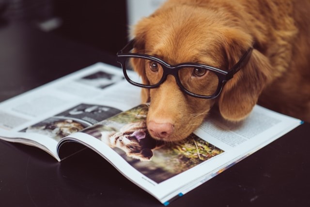 Red-haired dog wearing glasses and resting his chin on a magazine