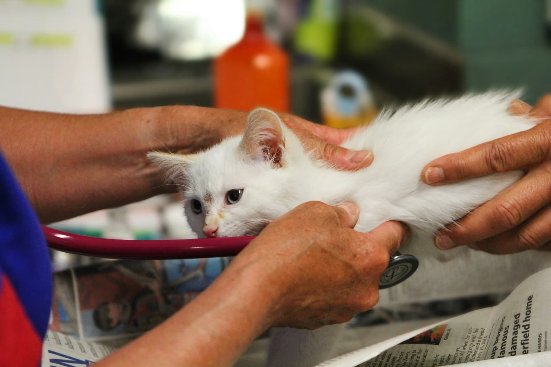 Veterinarian listening to a kitten with a stethoscope