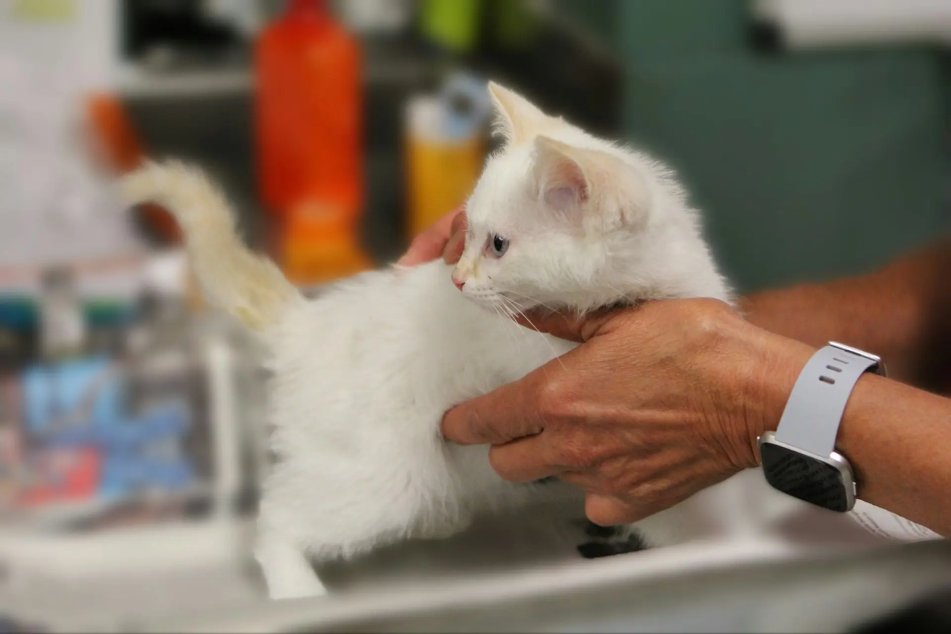 Vet examining a white kitten