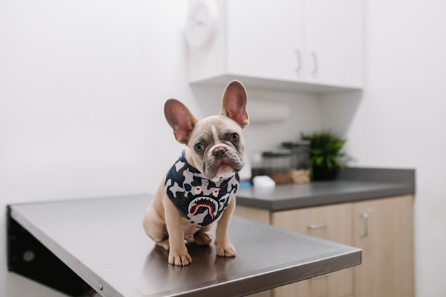 French bulldog sitting on a veterinary exam table