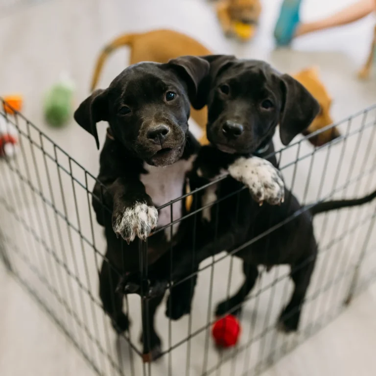 Two puppies jumping up at a gate towards the photographer